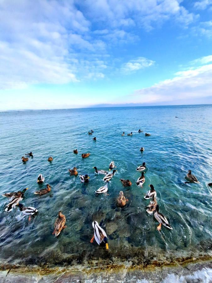Harmonia Vendeghaz Lägenhet Balatonalmádi Exteriör bild